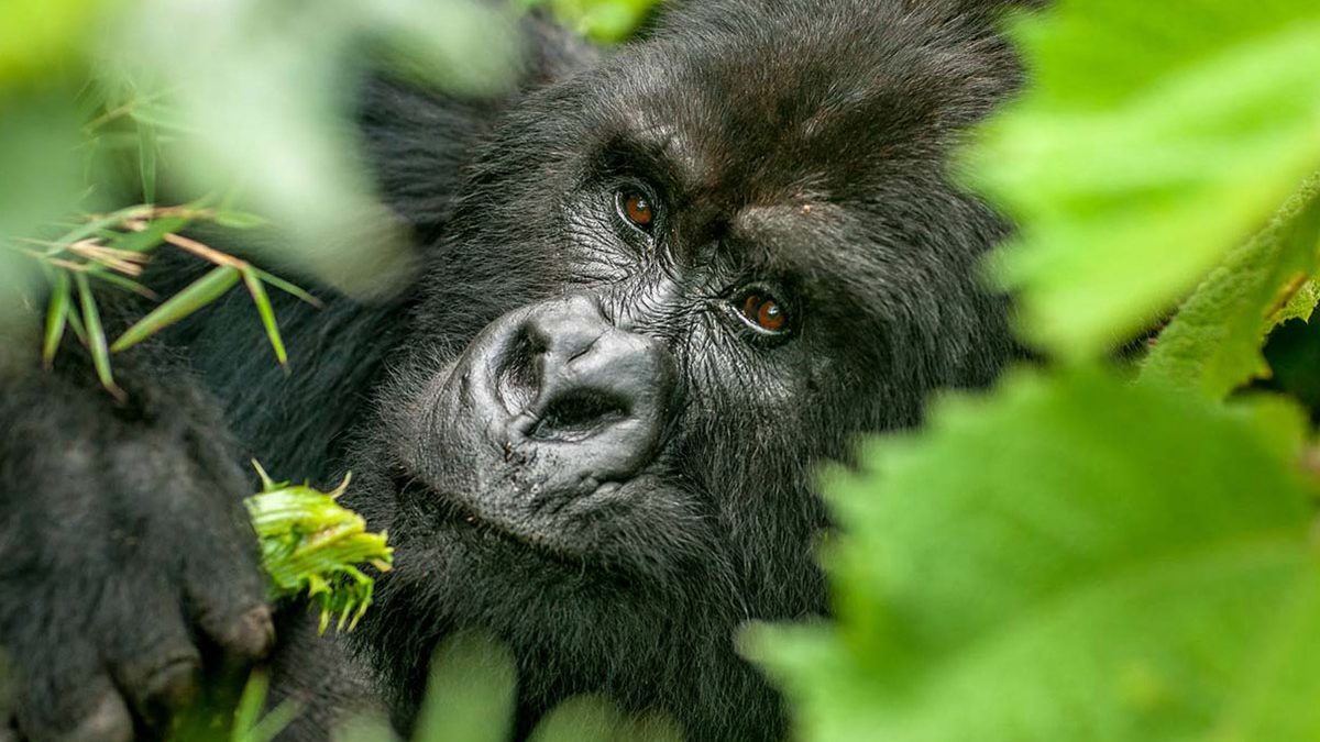 Mgahinga Gorilla National Park