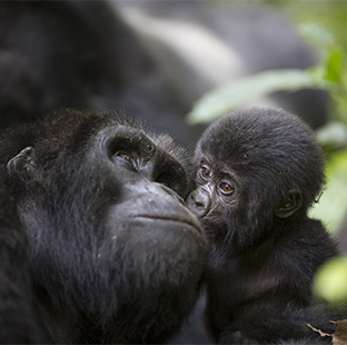 Gorilla Trekking